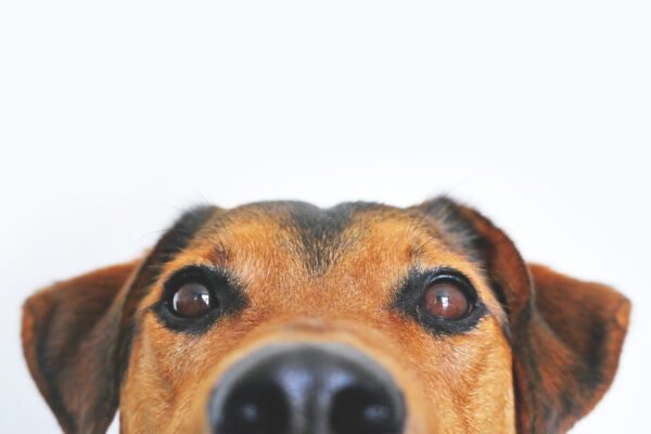 bible verses about guarding your eyes and ears