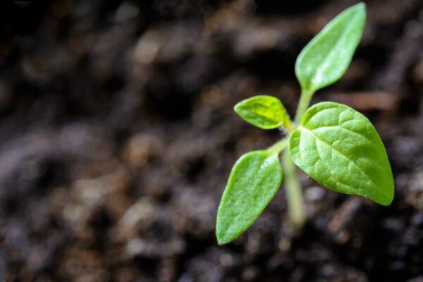 bible verses about growing plants