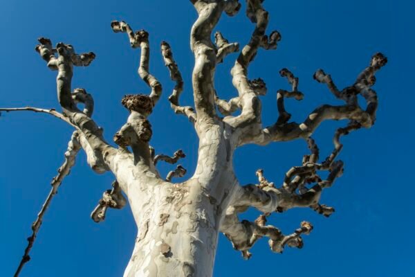 bible verses about growth and strength